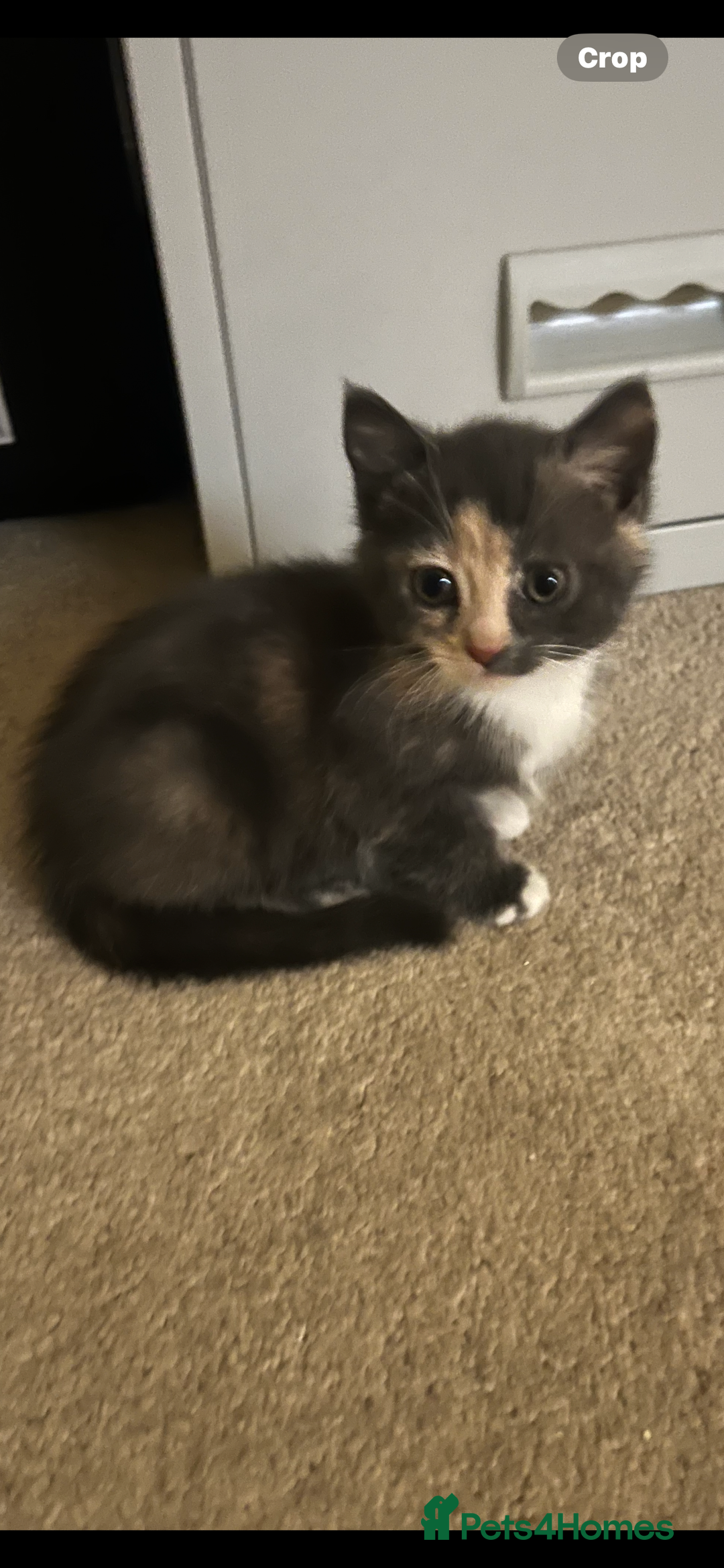 British Shorthair cats for sale: kittens for sale - Image 2