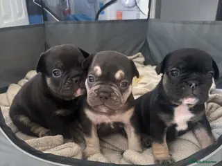 French Bulldog dogs French bulldog pups - Advert 1