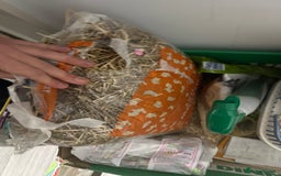 Gerbil rodents for sale: Two male gerbils to be rehomed asap - Image 7