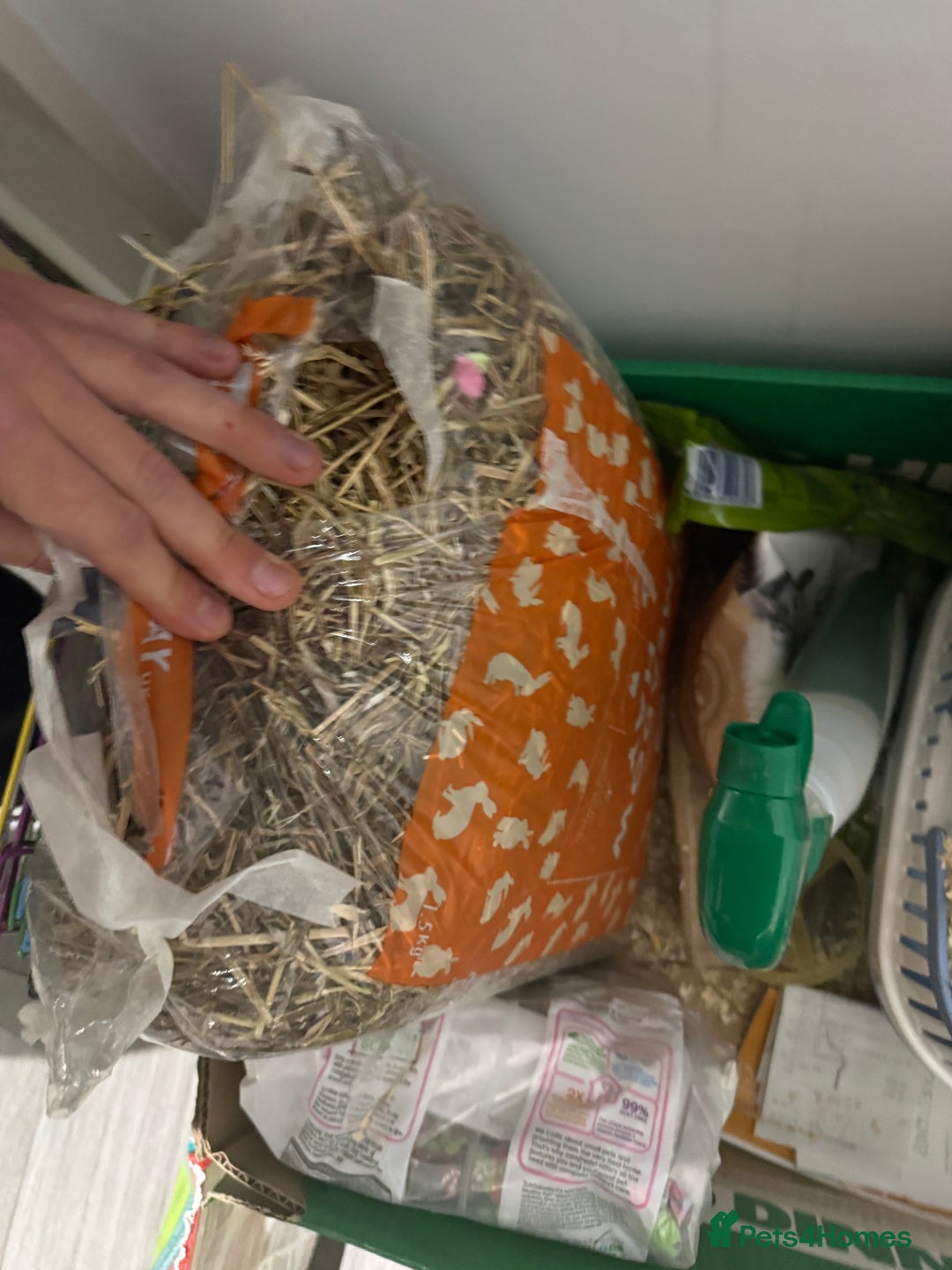 Gerbil rodents for sale: Two male gerbils to be rehomed asap - Image 7