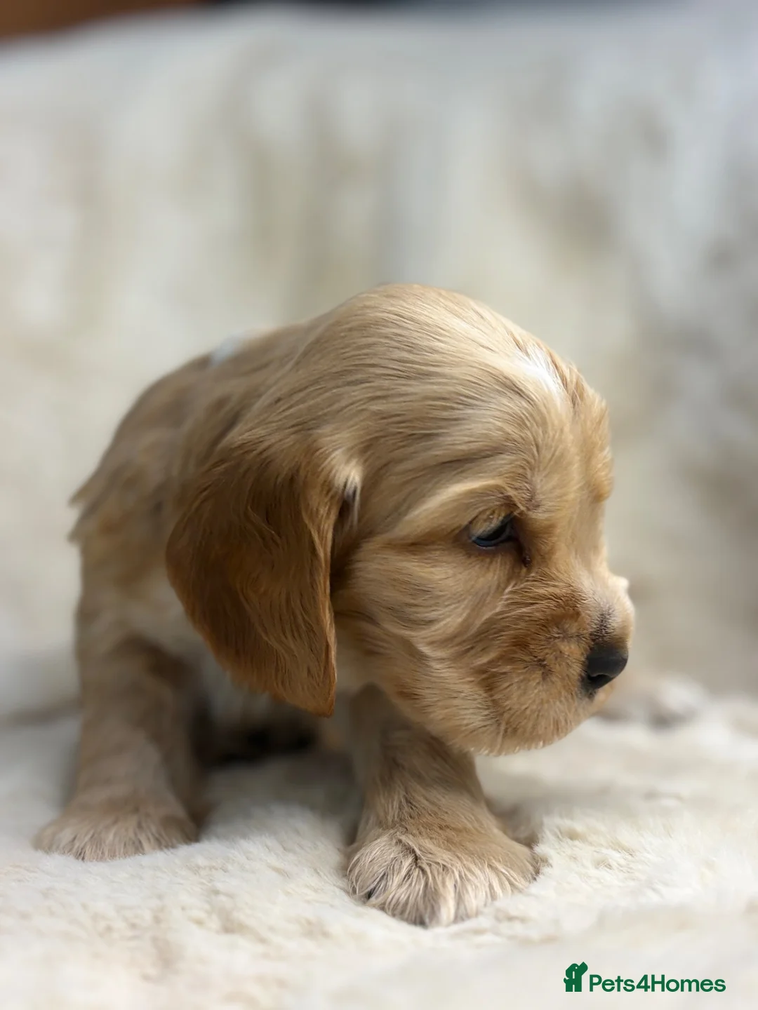 Cocker Spaniel dogs for sale: Beautiful show cocker spaniel pups  - Advert 1