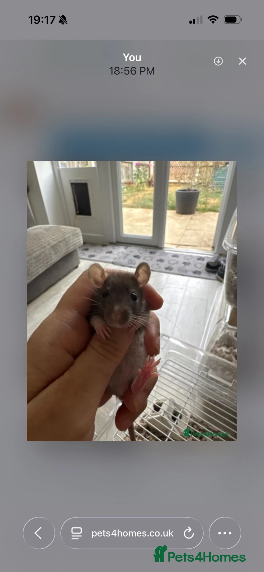 Rat rodents for sale: 5 female baby dwarf rats - Advert 5