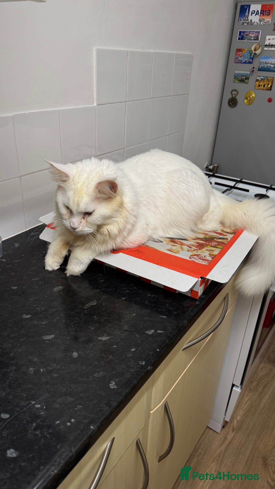 Maine Coon cats for stud: Maine Coon Male Available for Stud - Advert 5