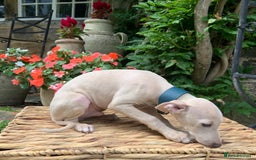 Italian Greyhound dogs for sale: Italian greyhound puppies KC reg European Lineage in Leeds - Image 35