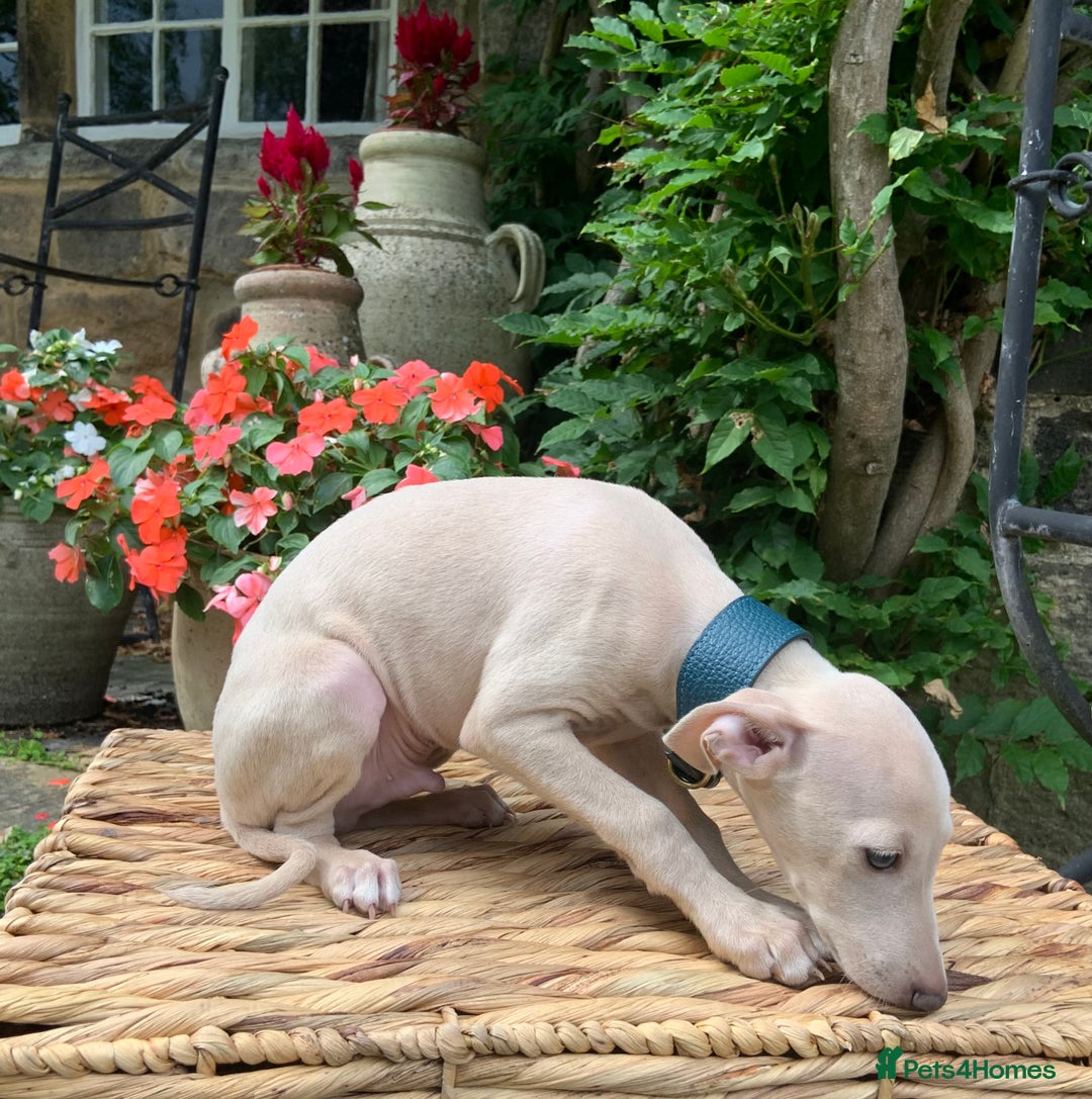 Italian Greyhound dogs for sale: Italian greyhound puppies KC reg European Lineage in Leeds - Image 35