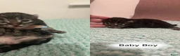 Mixed Breed cats for sale: 3 Beautiful Kittens Looking For Forever Home - Advert 3