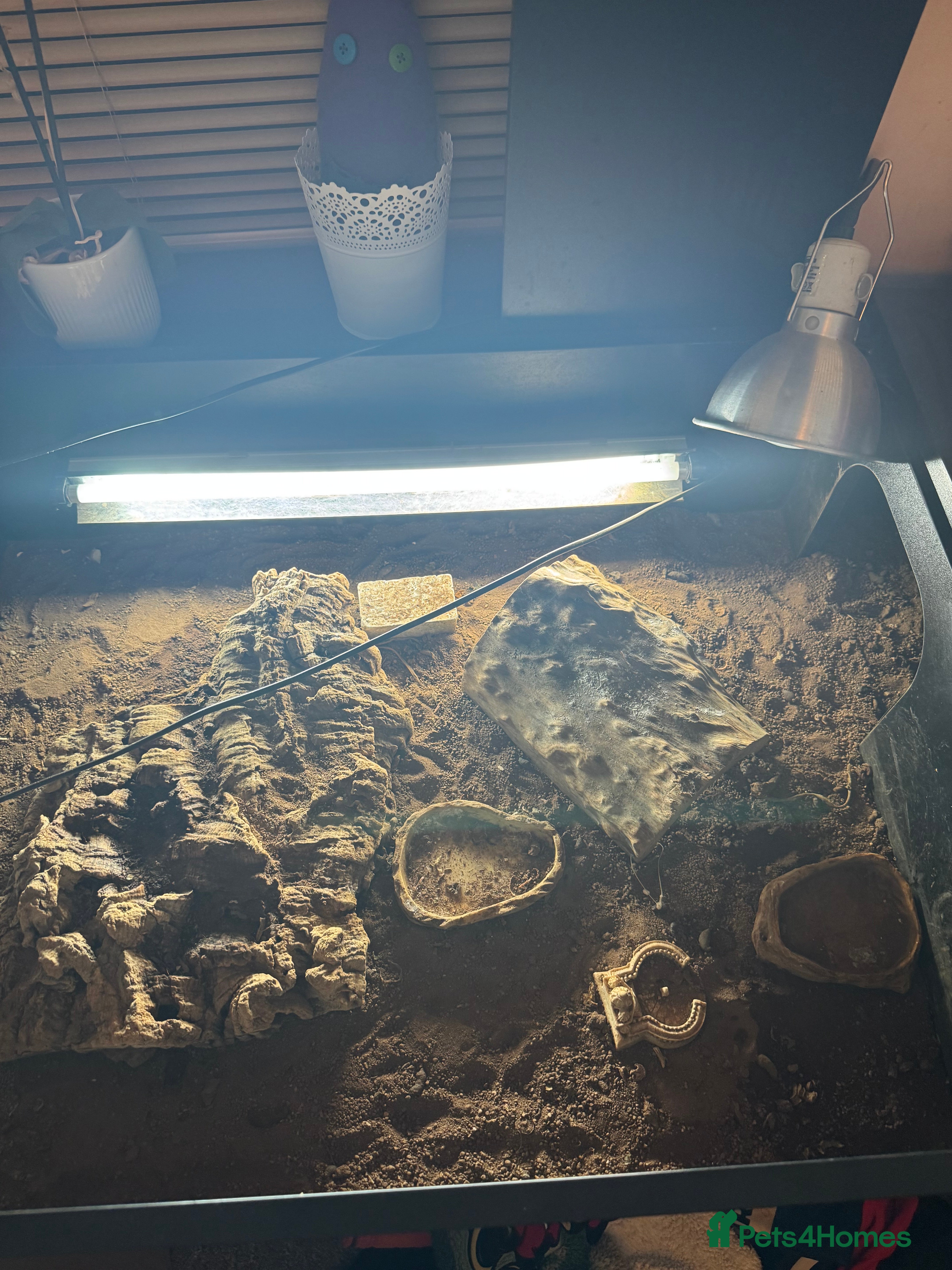 Tortoise reptiles 2 Tortoises Vivarium and Heatlamp  supplements  in Doncaster - Advert 1