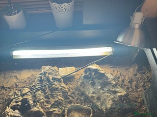 Tortoise reptiles 2 Tortoises Vivarium and Heatlamp supplements in Doncaster - Advert 1