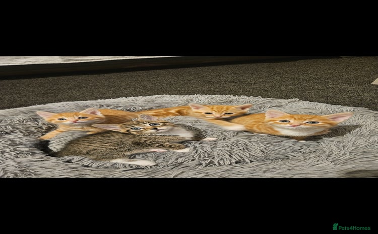 Bengal cats - Advert 10