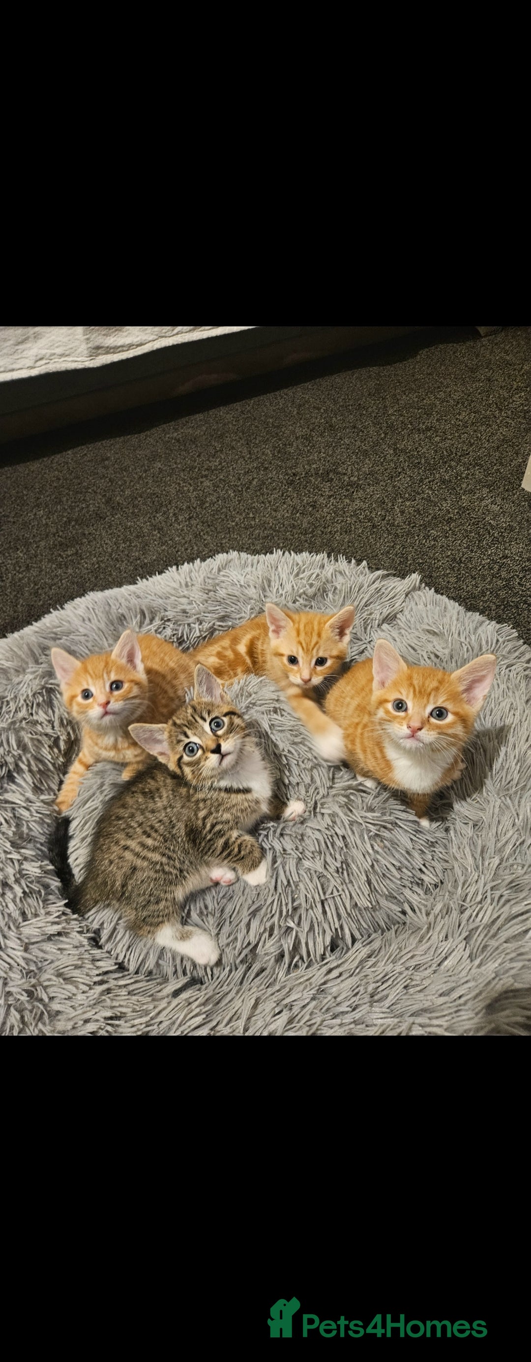 Bengal cats for sale: Bengal Kittens - Image 1