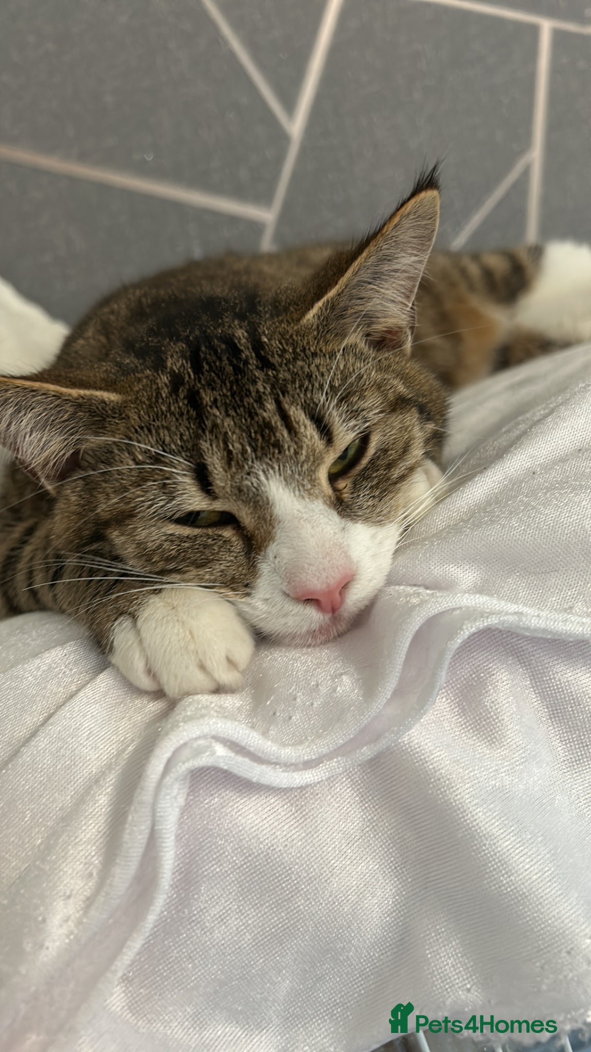 Mixed Breed cats Tabby kittens  - Advert 12