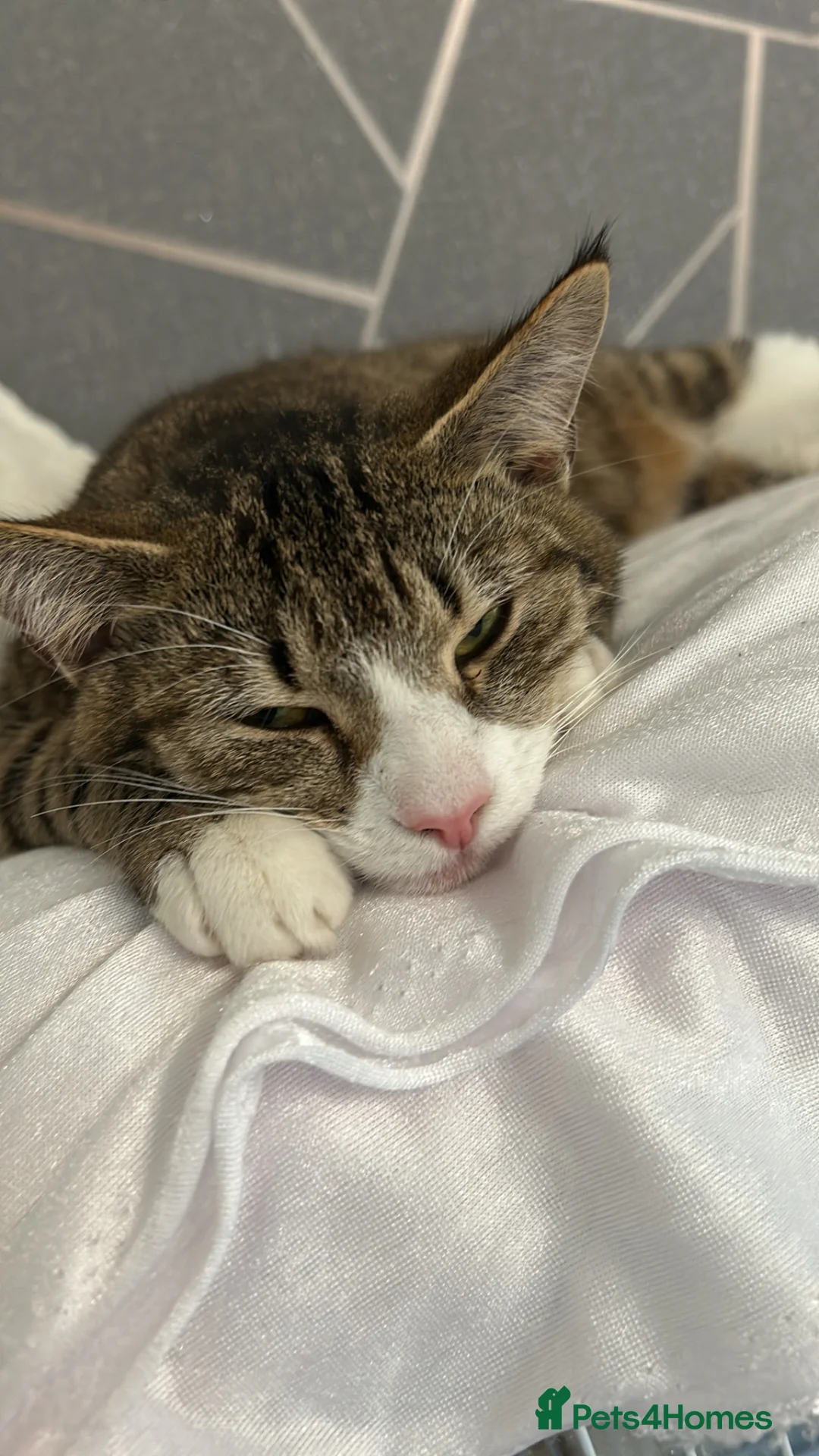 Mixed Breed cats for sale: Tabby kittens  in Hull - Advert 1