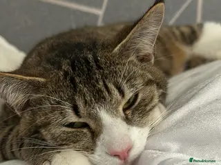 Mixed Breed cats Tabby kittens - Advert 12