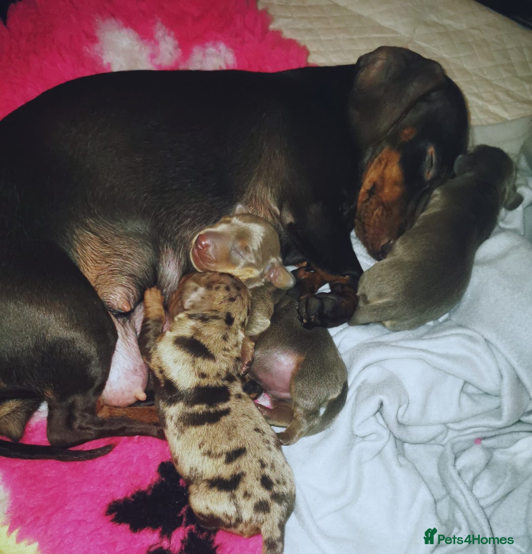 Miniature Dachshund dogs for sale: Three Musketeers Miniature Dachshund - Image 5