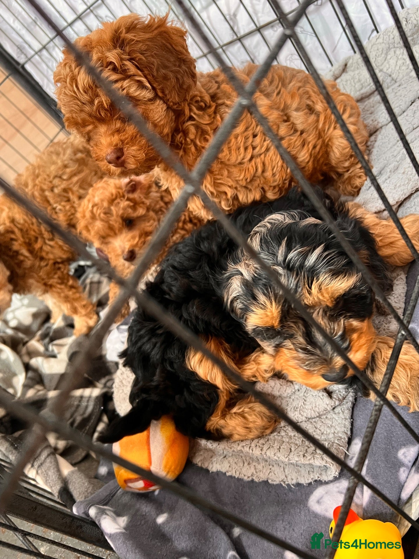 Cockapoo dogs Beautiful cockapoo puppies  ready to leave !  - Advert 4