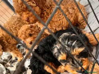 Cockapoo dogs Beautiful cockapoo puppies ready to leave ! - Advert 4