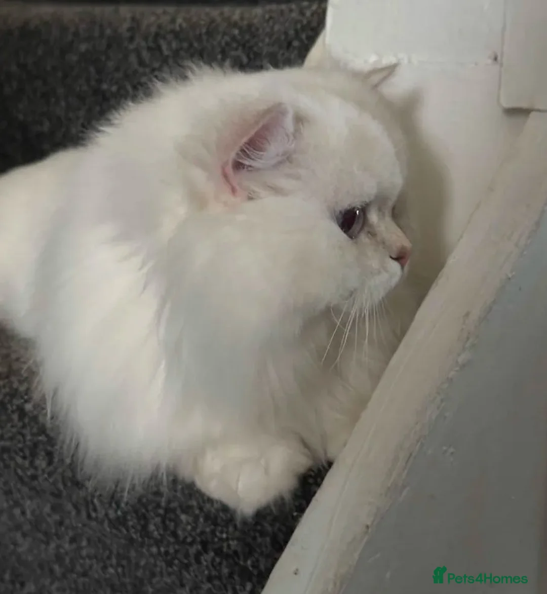 British Longhair cats for sale: Adorable BLH for rehoming - Advert 2