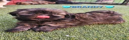 Shih Tzu dogs for sale: 🐶🐾EXCEPTIONAL PURE STANDARD SHIH TZU PUPPIES🐾🐶 - Advert 16