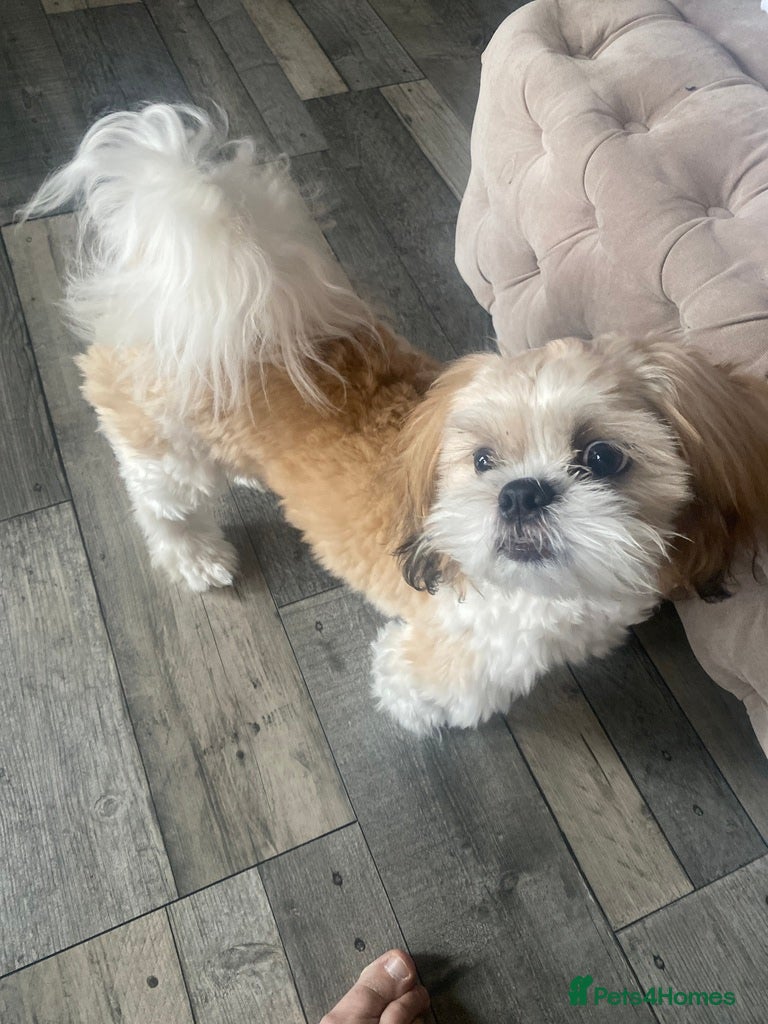 Shih Tzu dogs Shih tzu - Advert 5