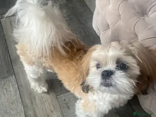 Shih Tzu dogs Shih tzu - Advert 5