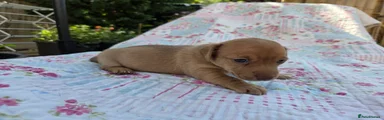 Jackshund 1