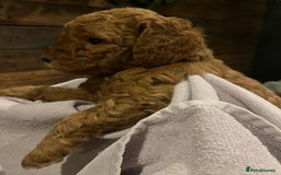 Cockapoo dogs for sale: Cockapoo F1B puppies - Advert 7