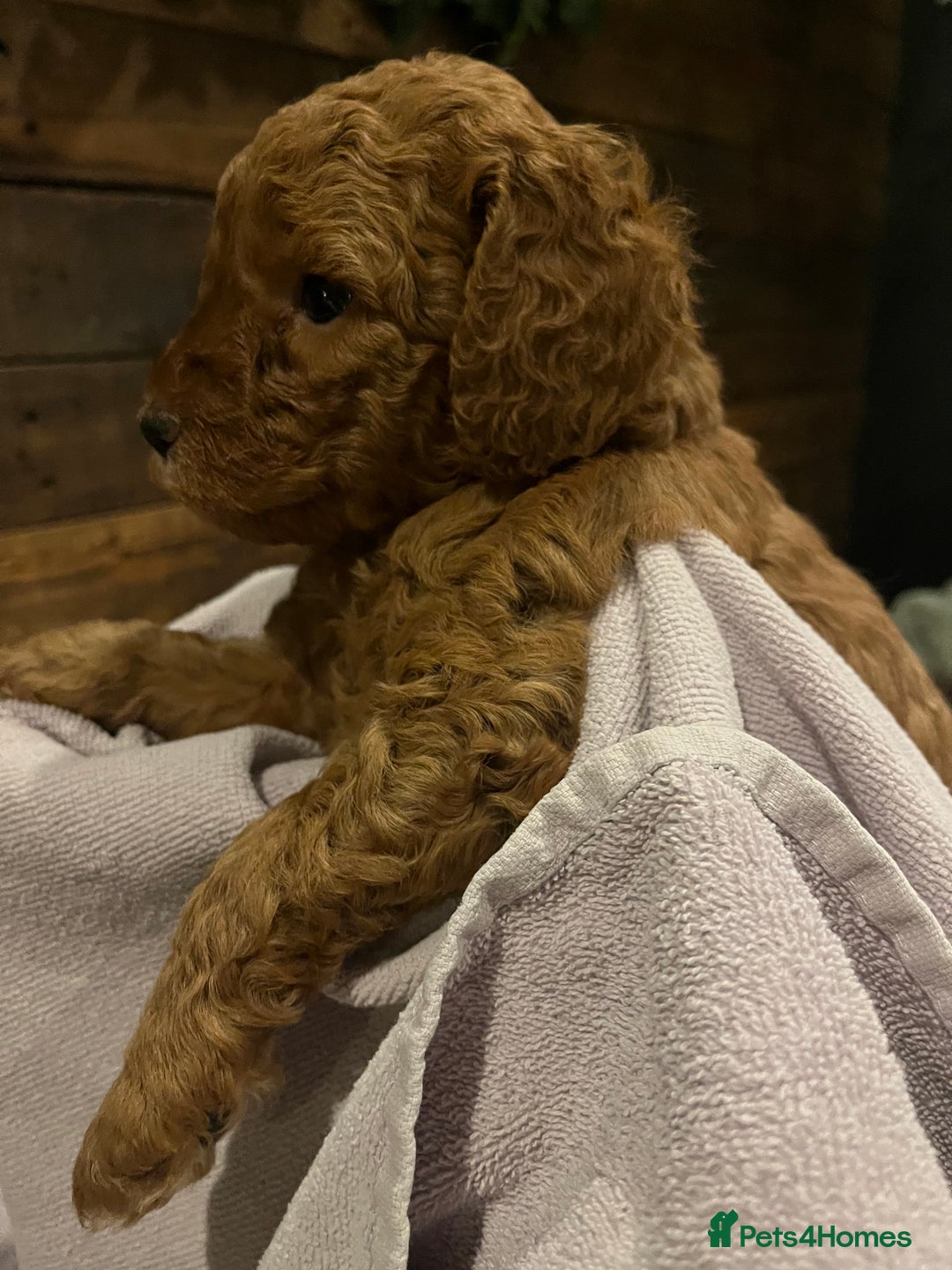 Cockapoo dogs for sale: Cockapoo F1B puppies - Advert 7
