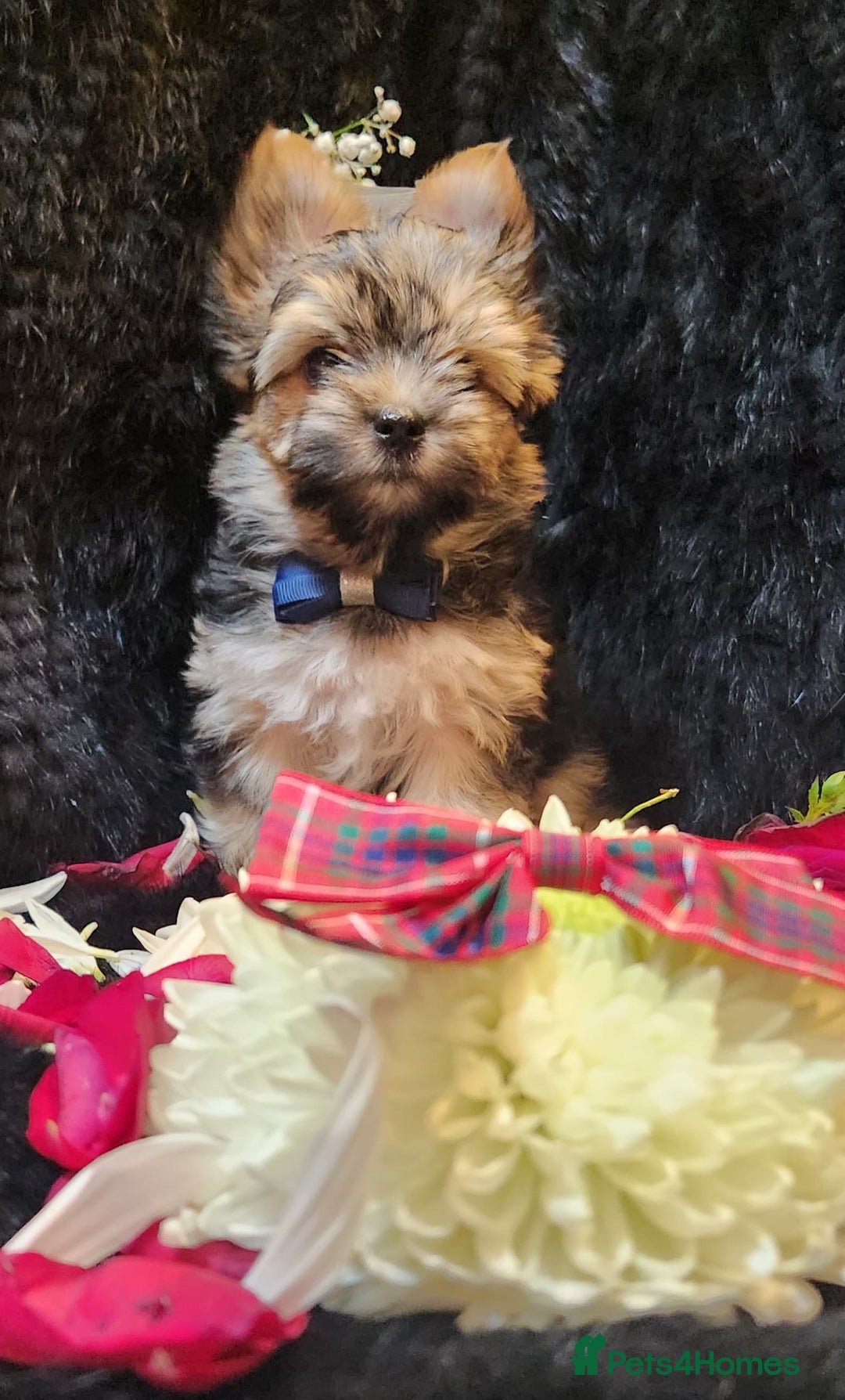Yorkshire Terrier dogs for sale: Luxury Yorkshire Terrier Puppies/Home Raised/IHR   - Advert 21
