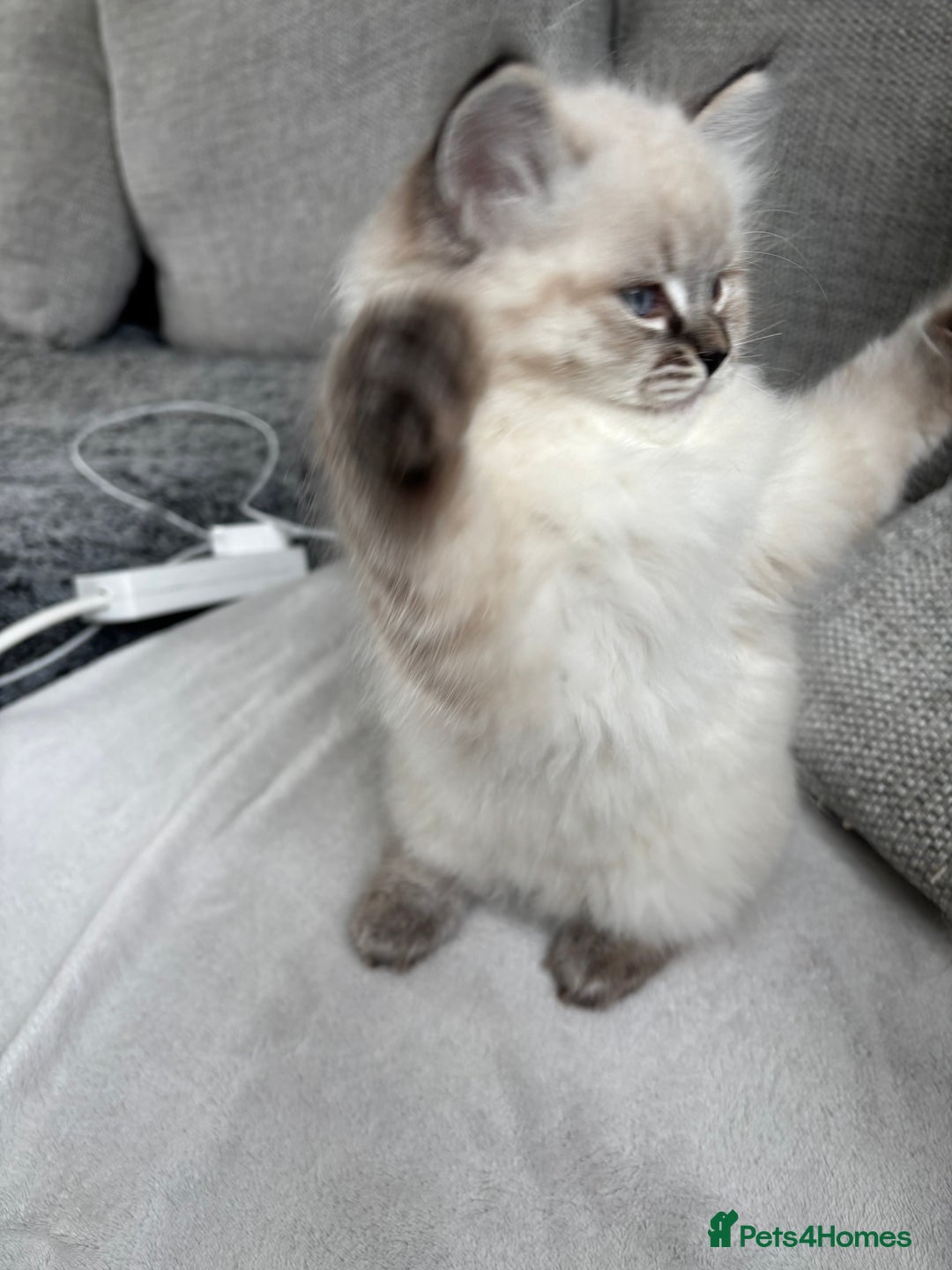 Siberian cats for sale: Siberian girl kitten  - Image 6