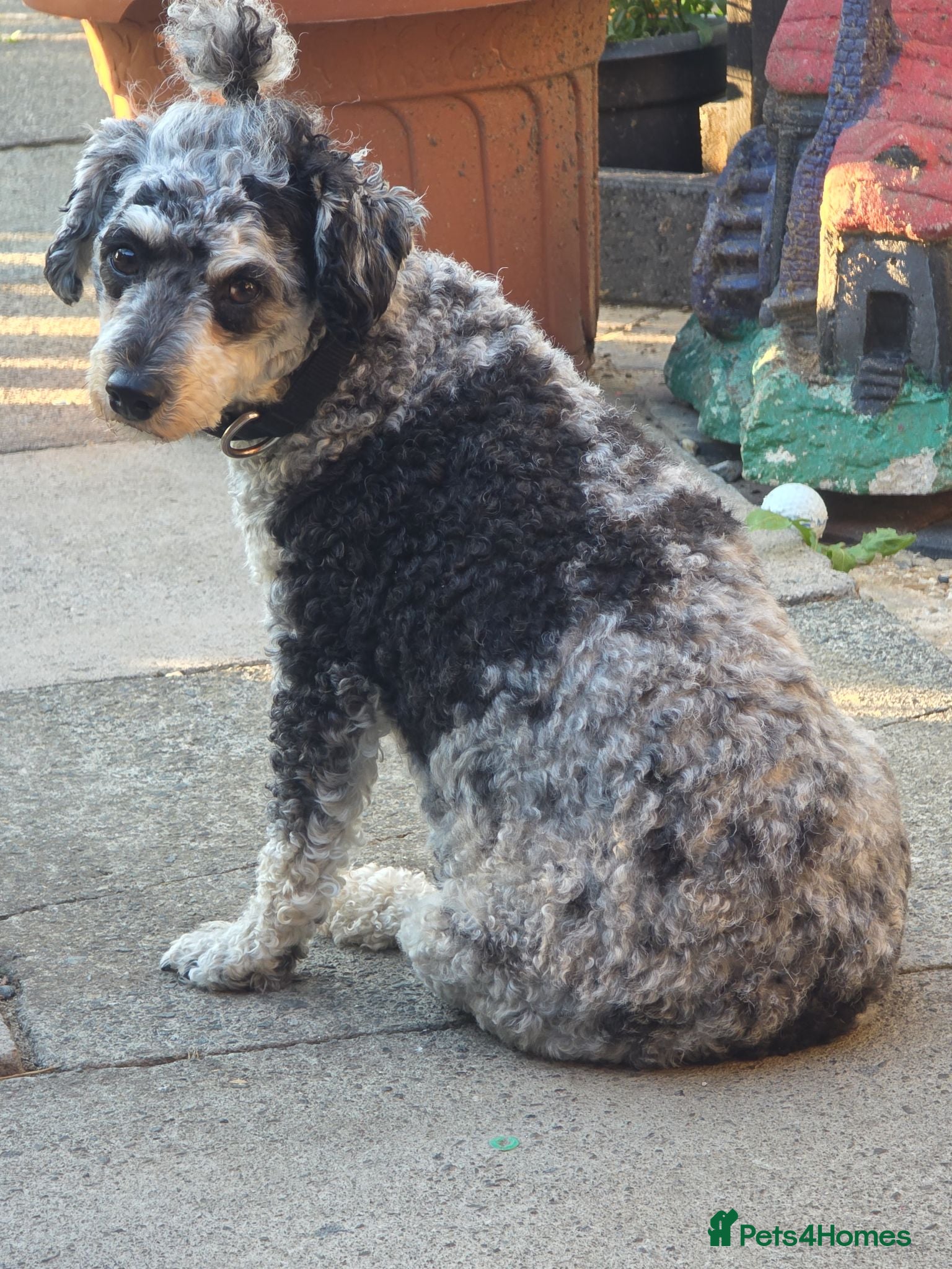 Mixed Breed dogs Girl puppy for sale - Advert 1