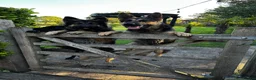 German Shepherd dogs for sale: 2 STUNNING GERMAN SHEPHERD BOYS  - Advert 11