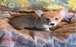 Welsh Corgi Pembroke dogs for sale: Pembroke Corgi  - Image 4