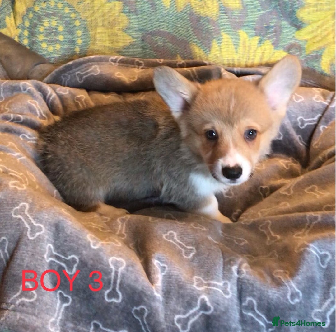 Welsh Corgi Pembroke dogs for sale: Pembroke Corgi  - Image 4