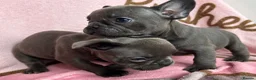 French Bulldog dogs for sale: Blue French bulldog puppies  - Advert 7