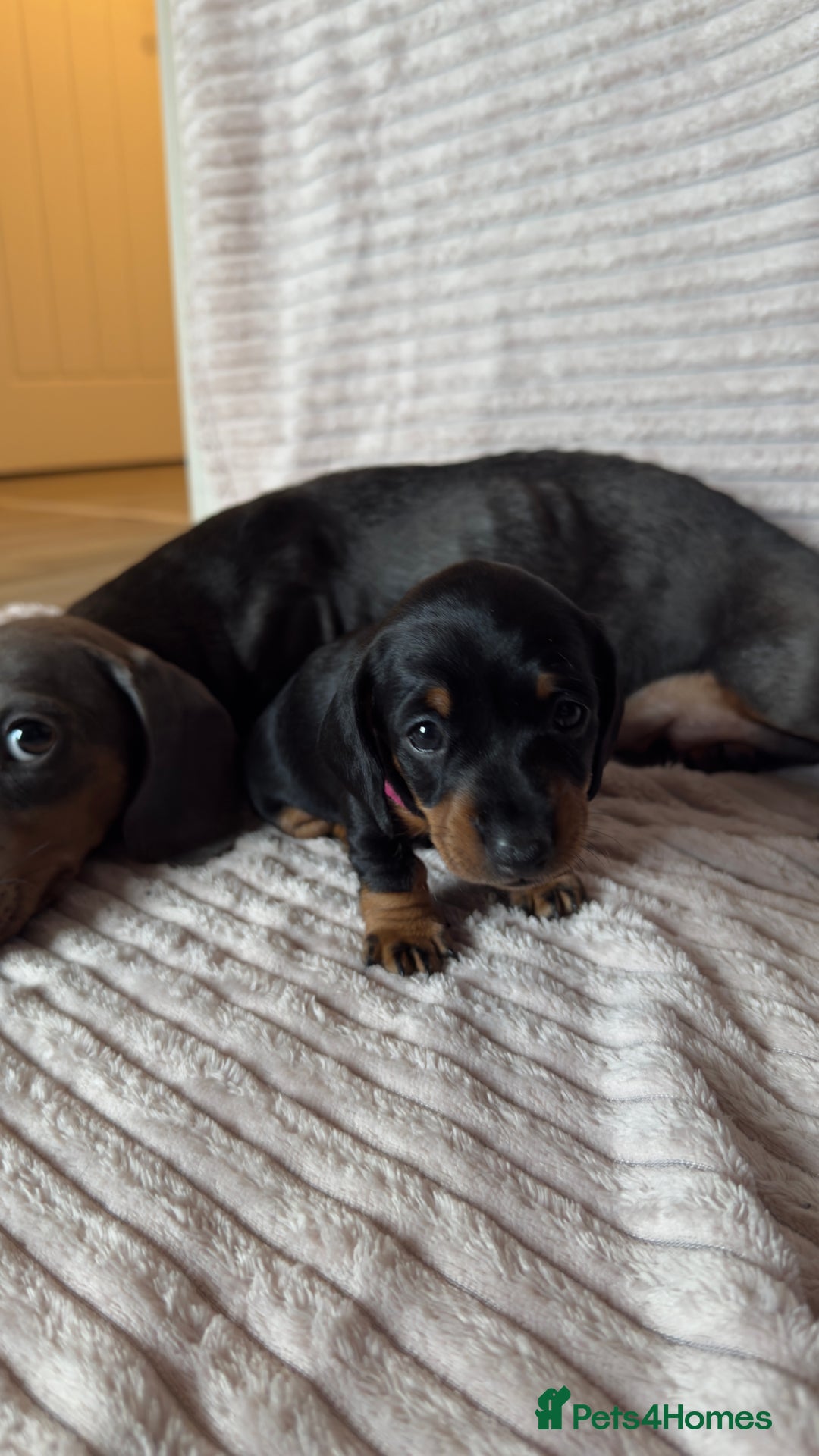 Miniature Dachshund dogs for sale: ⭐️OUTSTANDING MINI DACHSHUND PUPS⭐️  - Advert 15