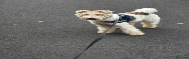 Fox Terrier 3