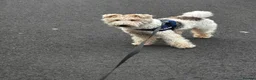 Fox Terrier dogs for sale: Beautiful wire fox terrier  - Advert 6