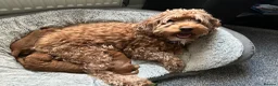 Cockapoo dogs for sale: 2 left Fox Red Stunning F2 Cockapoo  - Advert 5