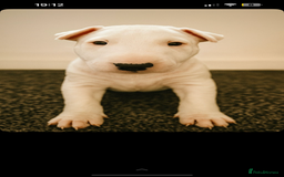 English Bull Terrier dogs for sale: English Bull Terrier - Image 4