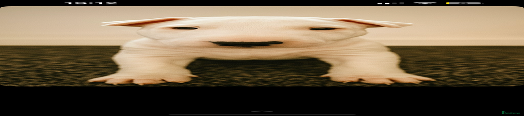 English Bull Terrier Puppy 6