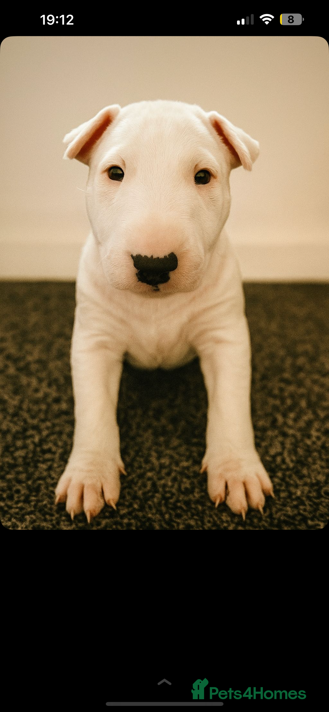 English Bull Terrier dogs for sale: English Bull Terrier - Image 4
