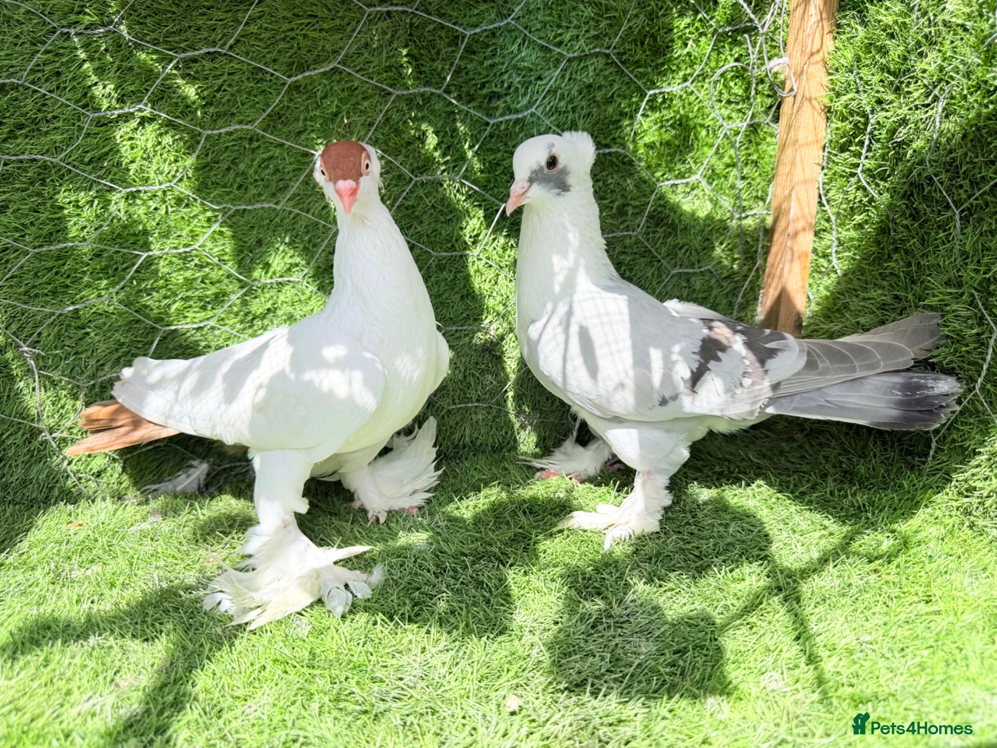 Pigeons birds Beautiful Vaccinated Breeding Pigeons ready to go - Advert 2