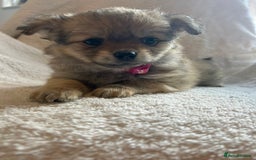 Pomchi dogs for sale: Beautiful fluffy pomchi puppies  - Image 6
