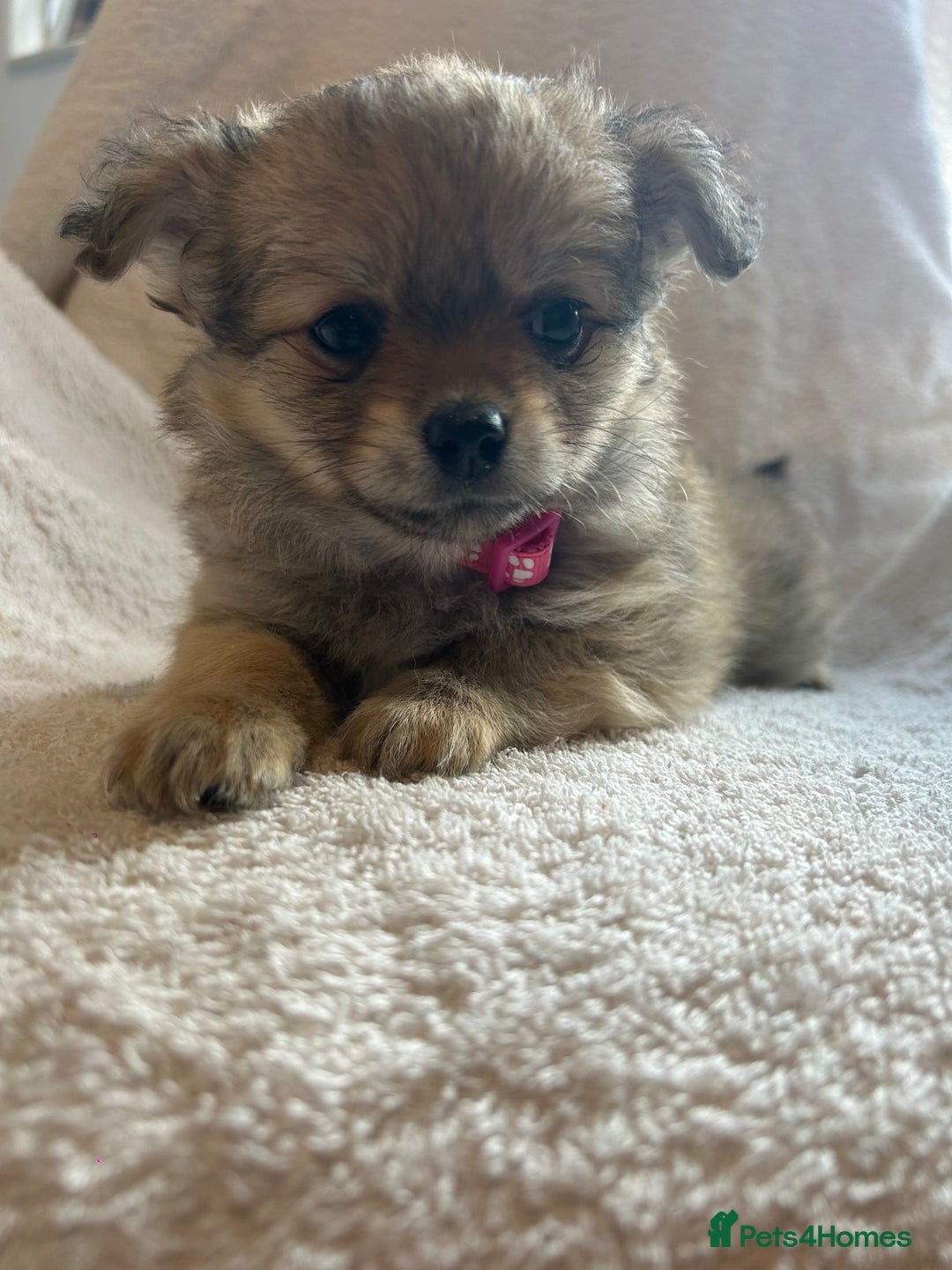 Pomchi dogs for sale: Beautiful fluffy pomchi puppies  - Image 6