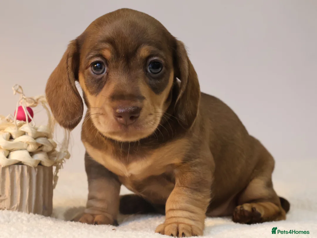 Miniature Dachshund dogs for sale: 5*Licensed+KC+PRAclear+VETchecked+Chocolate&Cream - Advert 21
