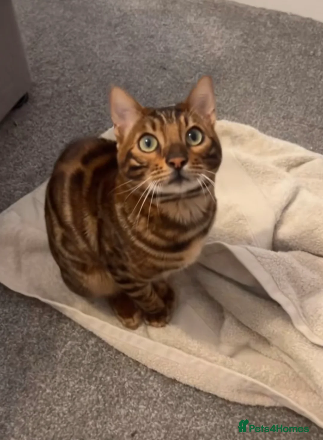Bengal cats for sale: Beautiful bengal  in Manchester - Advert 1