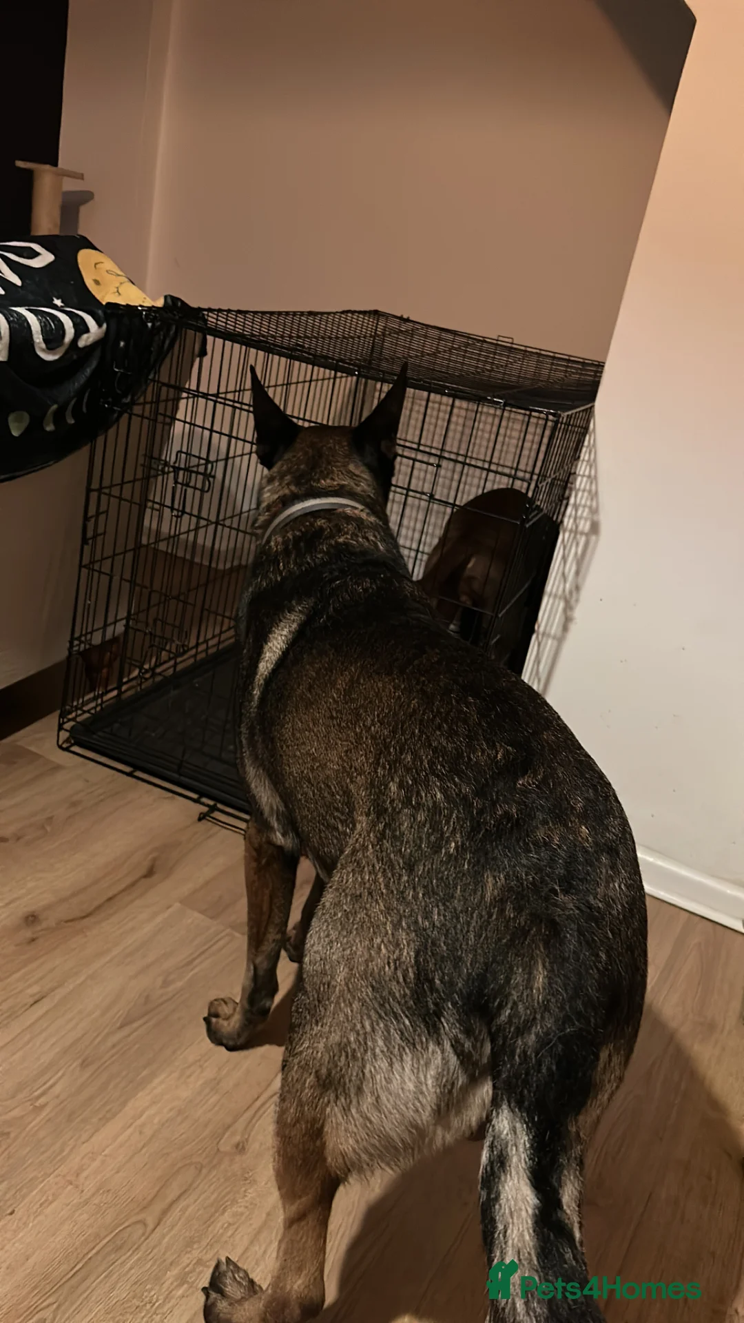 Belgian Shepherd Dog dogs for sale: Belgian Mali for sale  in Middlesbrough - Advert 2