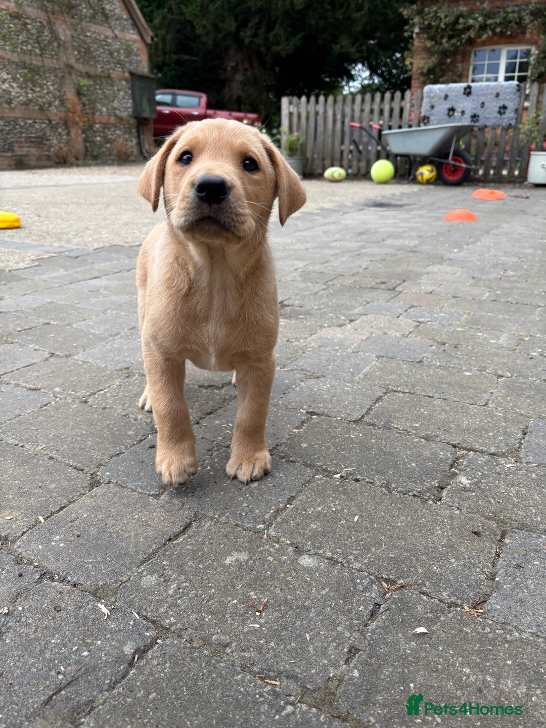 Labrador Retriever dogs for sale: Last strong lab pup ready to leave - Image 1