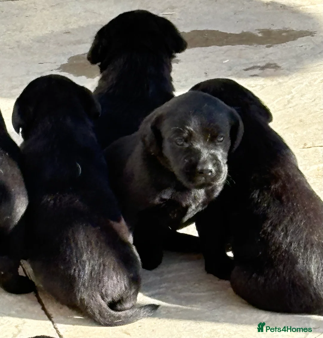 Labrador Retriever dogs for sale: Fantastic KC Registered black Labrador puppies in Trowbridge - Advert 9