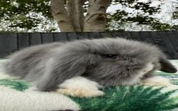 Mini Lion Lop rabbits for sale: EUROPEAN TEDDYWIDDER BABIES  - Image 3
